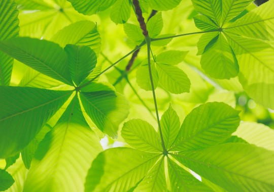 Title: Green Leaves, Image Category: Nature