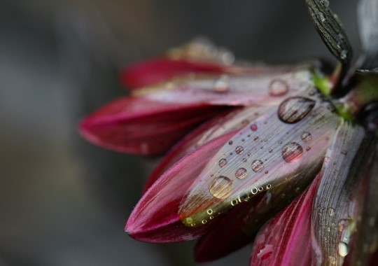 Title: Flower Rain Drops, Image Category: Nature