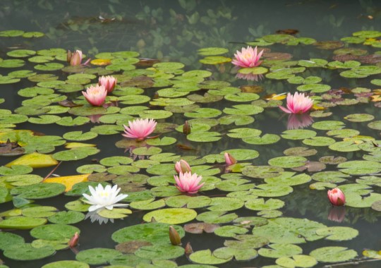 Title: Water Lotus, Image Category: Nature