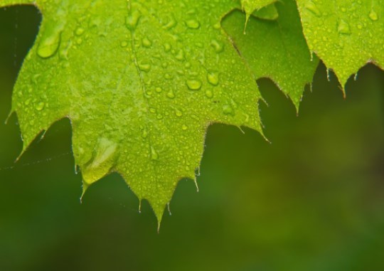 Title: Leaf Dew, Image Category: Nature