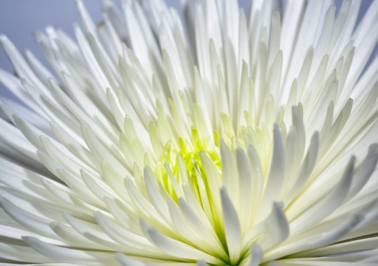 Title: White Blossom, Image Category: Nature