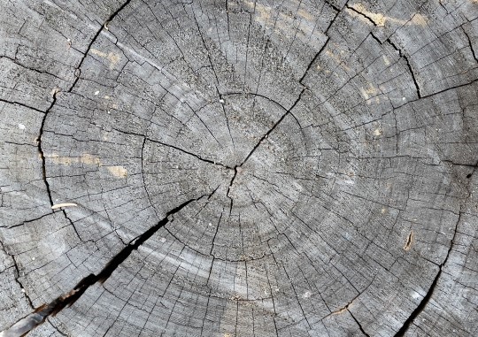 Title: Tree Stump, Image Category: Nature