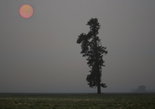 Title: Lone Tree, Image Category: Landscape